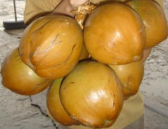 Coconut Oil Health Benefits