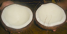 Unrefined Coconut Oil