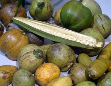 Coconuts