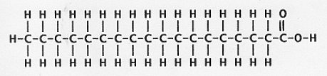 Saturated Fatty Acid