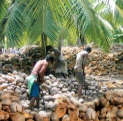 Wholesale Coconut Oil